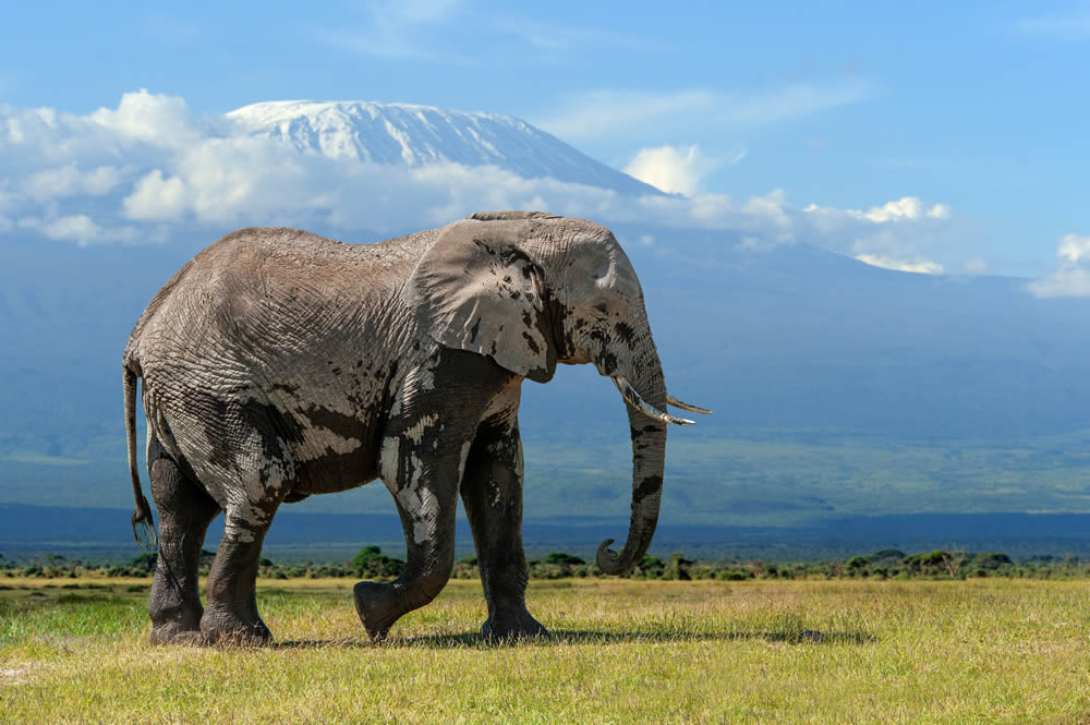 3 Days Amboseli National Park Luxury Safari