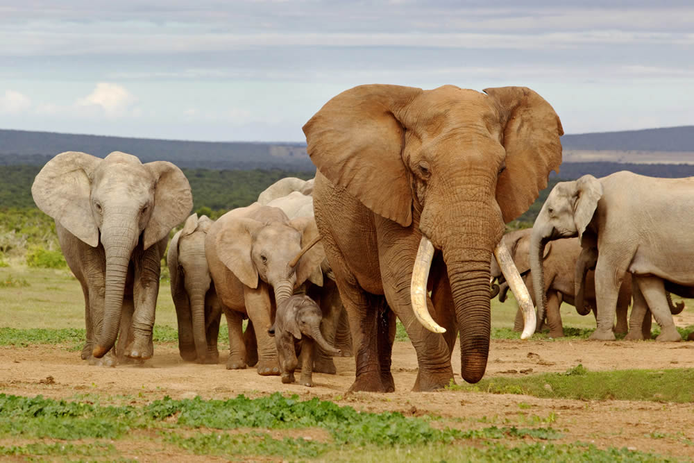5 Days, 4 Nights Amboseli & Masai Mara Air Safari