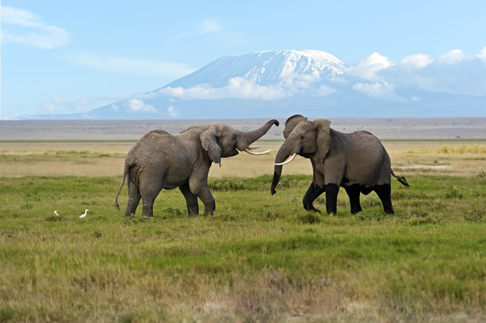 6 Days Amboseli, Lake Nakuru & Masai Mara Group Lodge Safari