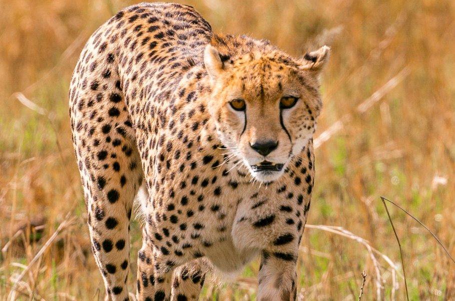 6 Days Kenya Big Five Safari: Amboseli, Lake Nakuru & Masai Mara