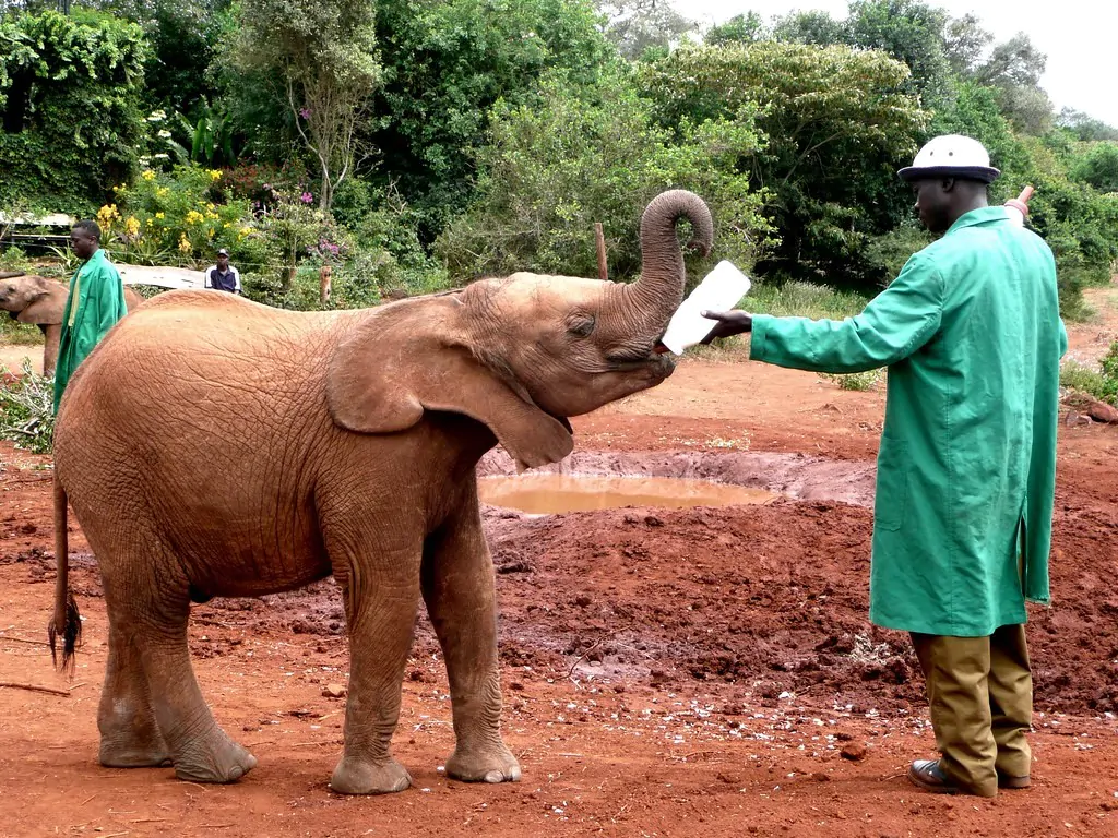Daphne Sheldrick Elephant Orphanage Day Tour