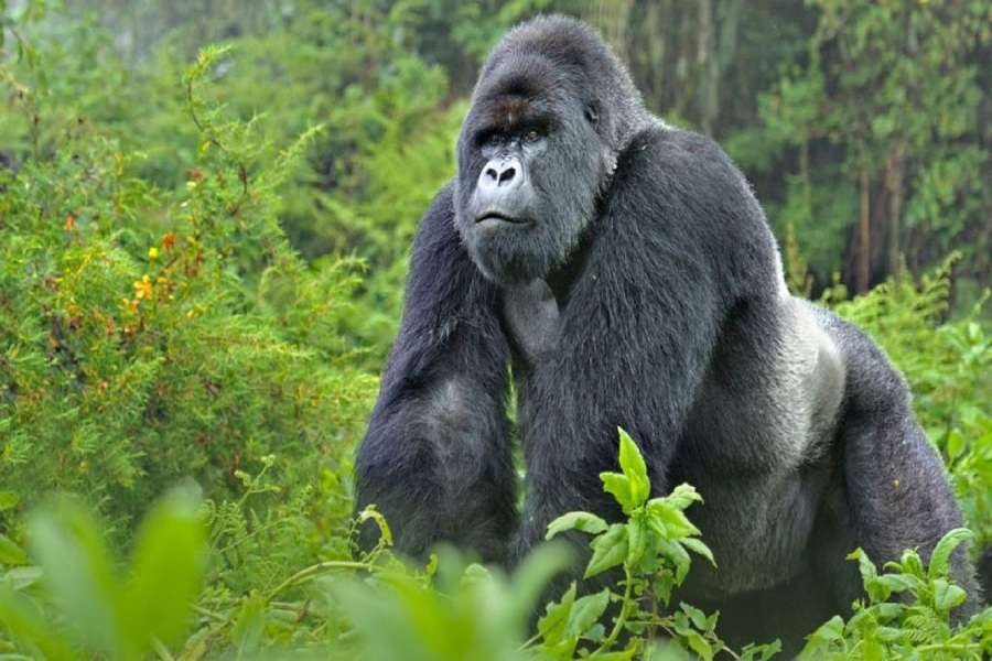 6 Days Bwindi & Queen Elizabeth National Park Uganda Safari