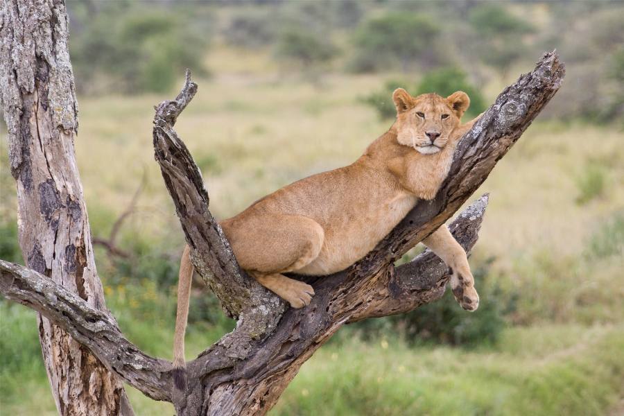 6 Days Lake Manyara, Ngorongoro & Serengeti Safari