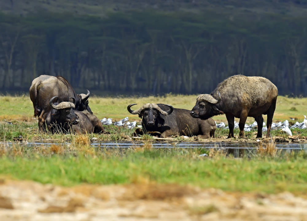 Lake Nakuru National Park Day Tour