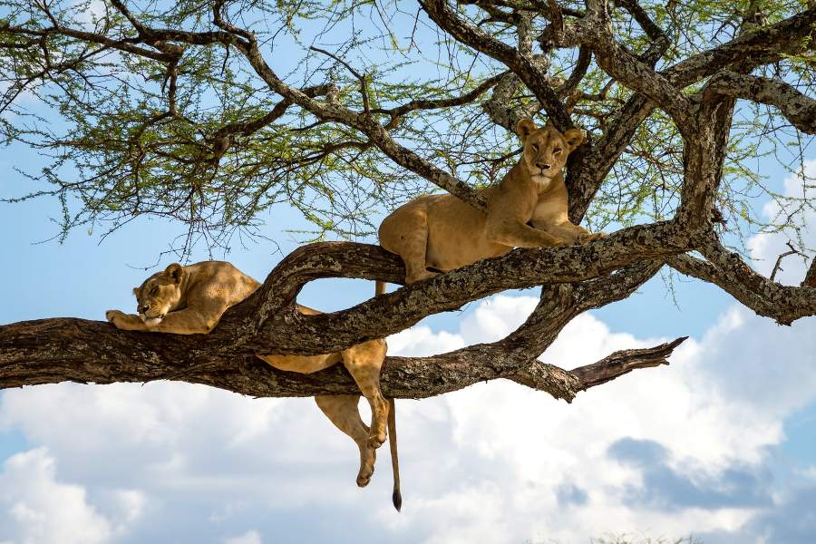11 Days Masai Mara, Nakuru, Amboseli, Arusha, Manyara, Serengeti & Ngorongoro