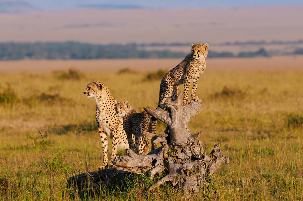 3 Days Masai Mara National Reserve Flying Safari