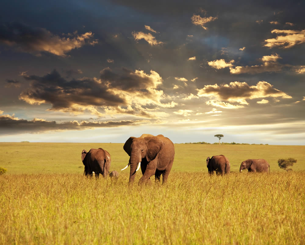3 Days Masai Mara National Reserve Lodge Safari