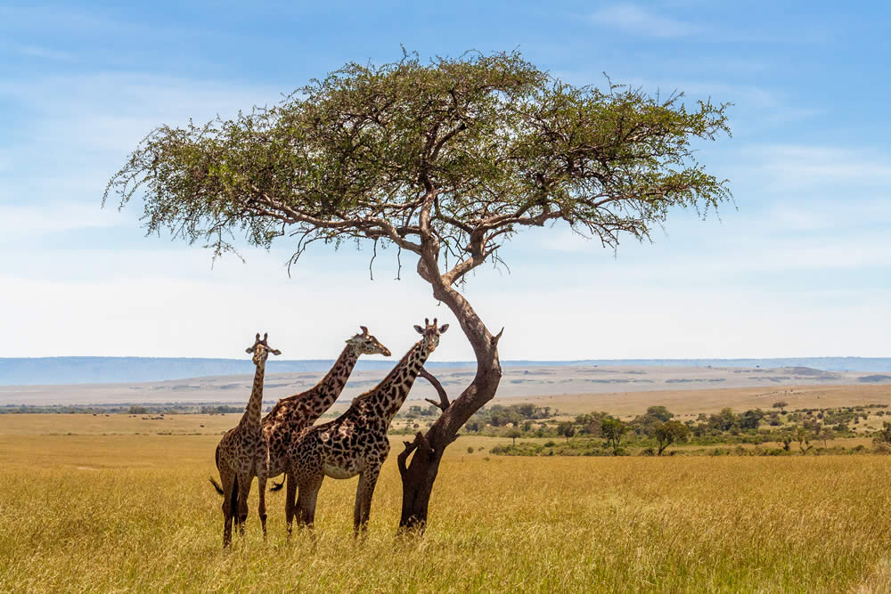 4 Days Masai Mara Group Luxury Lodge Safari