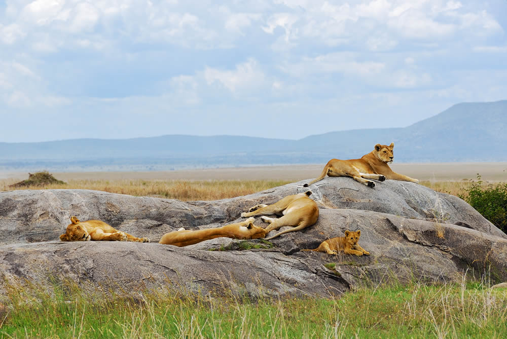 4 Days Masai Mara & Lake Nakuru Luxury Lodge Safari