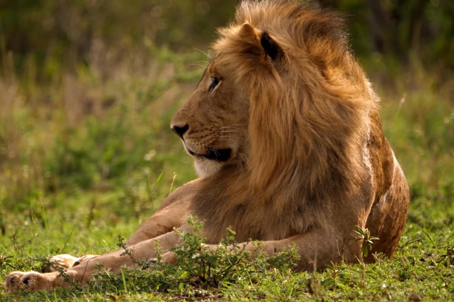 3 Days Masai Mara Group Joining Lodge Safari