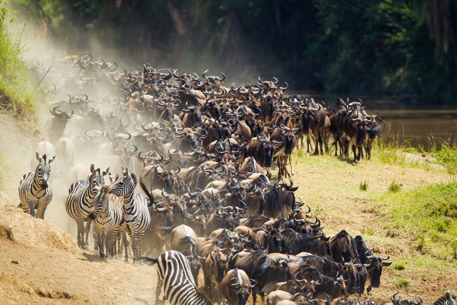 5 Days Lake Nakuru & Masai Mara Wildebeest Migration Safari