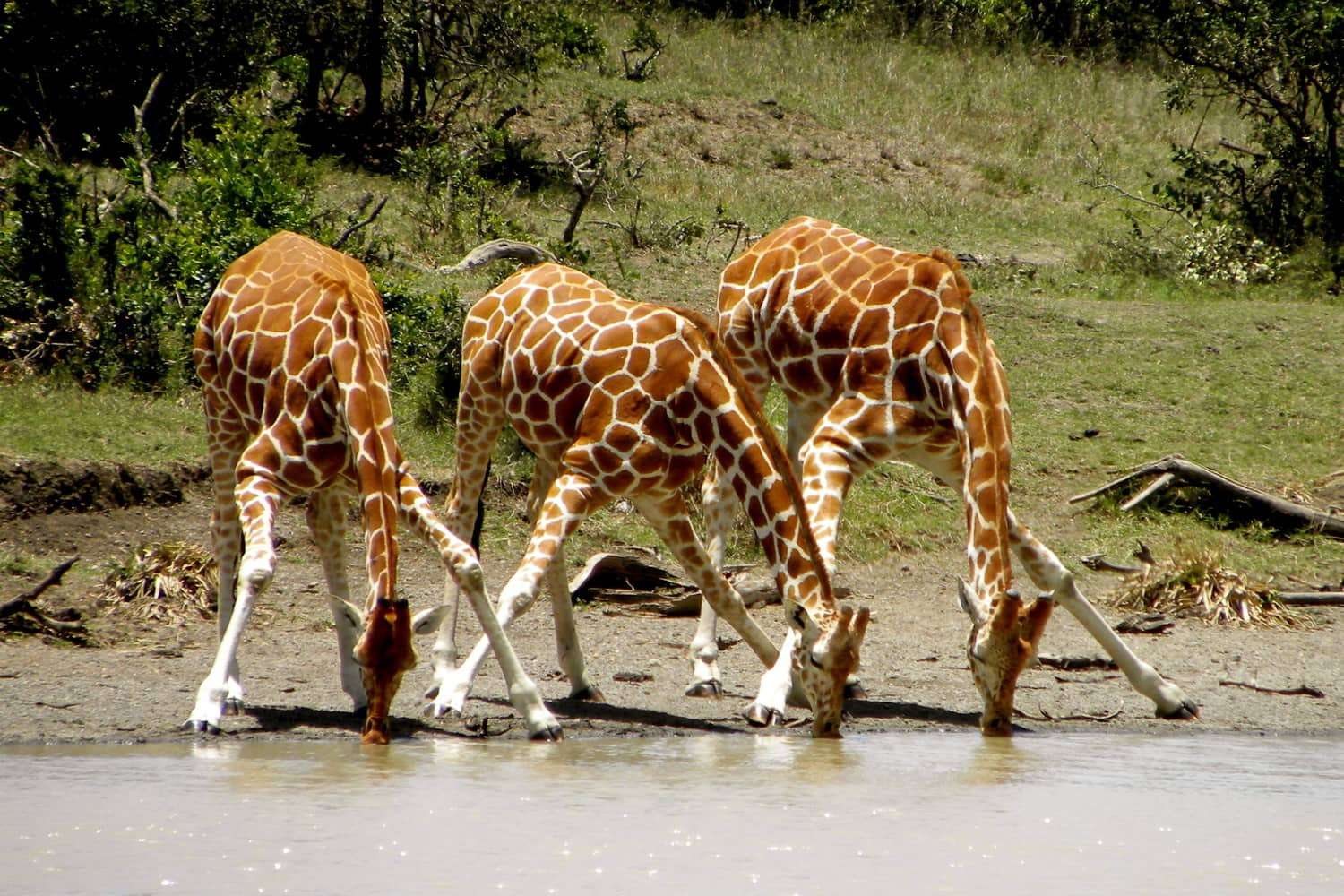 5 Days Samburu, Ol-Pejeta & Aberdares Lodge Safari