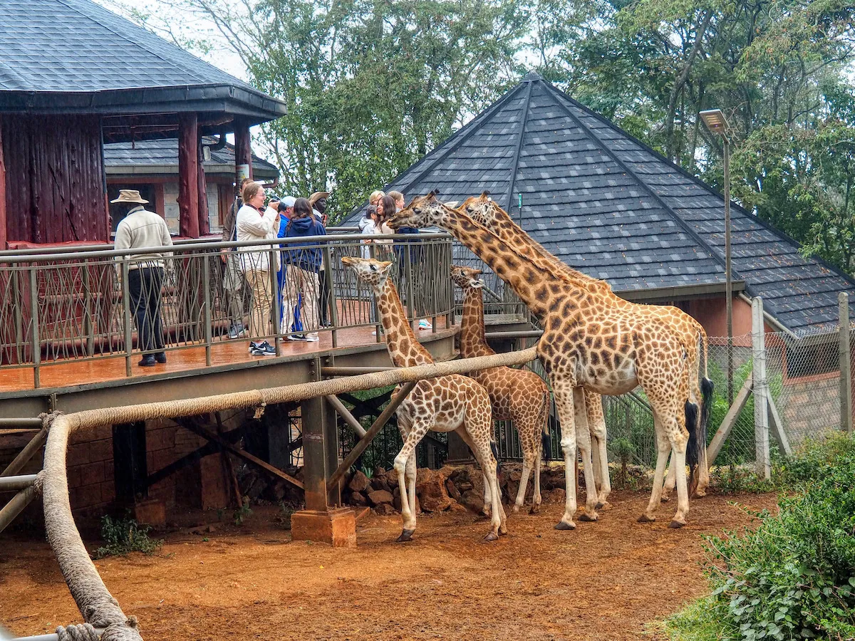 David Sheldrick Elephant Orphanage & Giraffe Center Day Trip