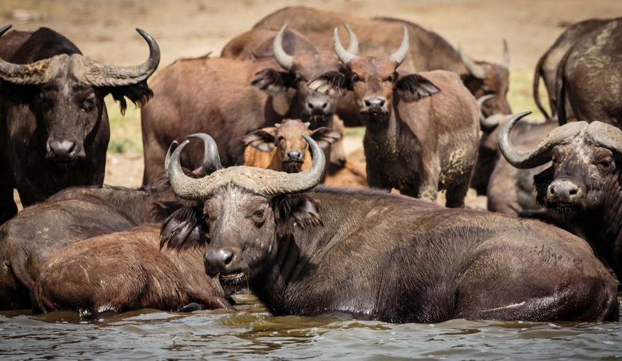 14 Days Highlights of Uganda Safari- Big 5, Gorillas & chimps!