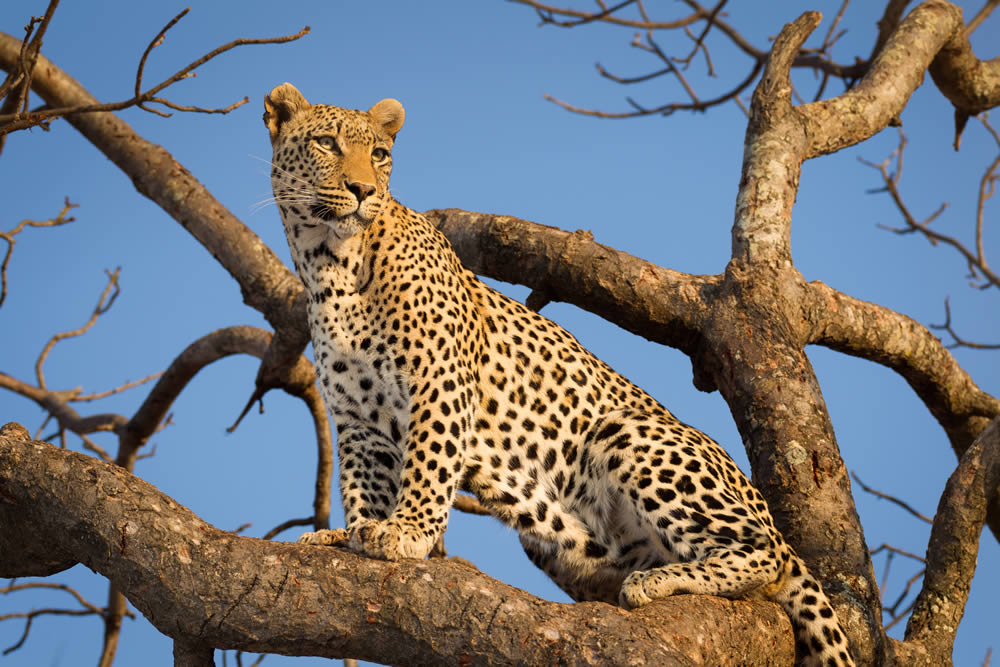 3 Days Samburu National Reserve Lodge Safari