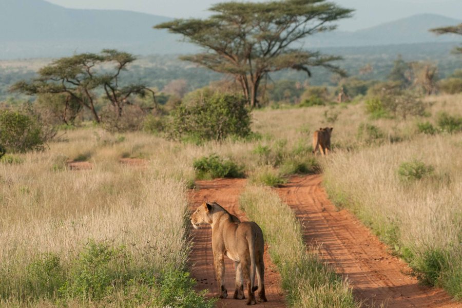 15 Days, 14 Nights Kenya Bush Safari & Beach Holiday