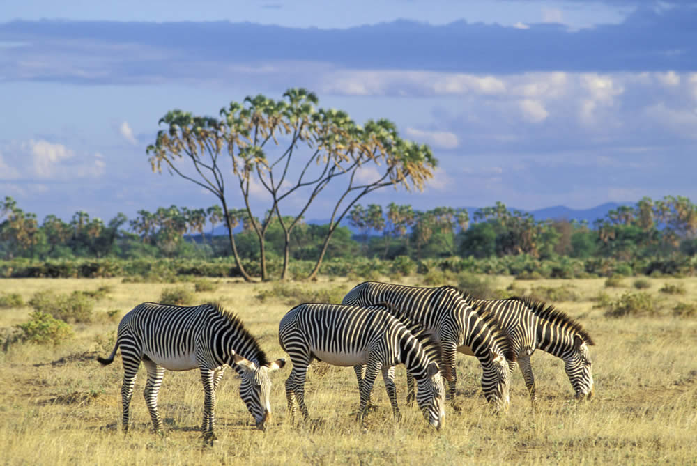 7 Days Samburu, Lake Nakuru & Masai Mara Lodge Safari