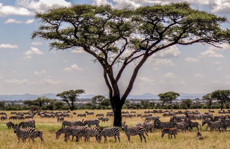 13 Days Masai Mara, Nakuru, Naivasha, Amboseli, Manyara, Ngorongoro, Serengeti & Tarangire