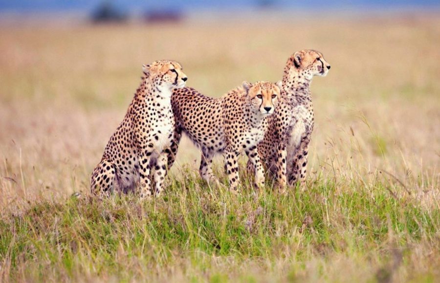 10 Days Masai Mara, Lake Nakuru, Amboseli, Serengeti & Ngorongoro Safari