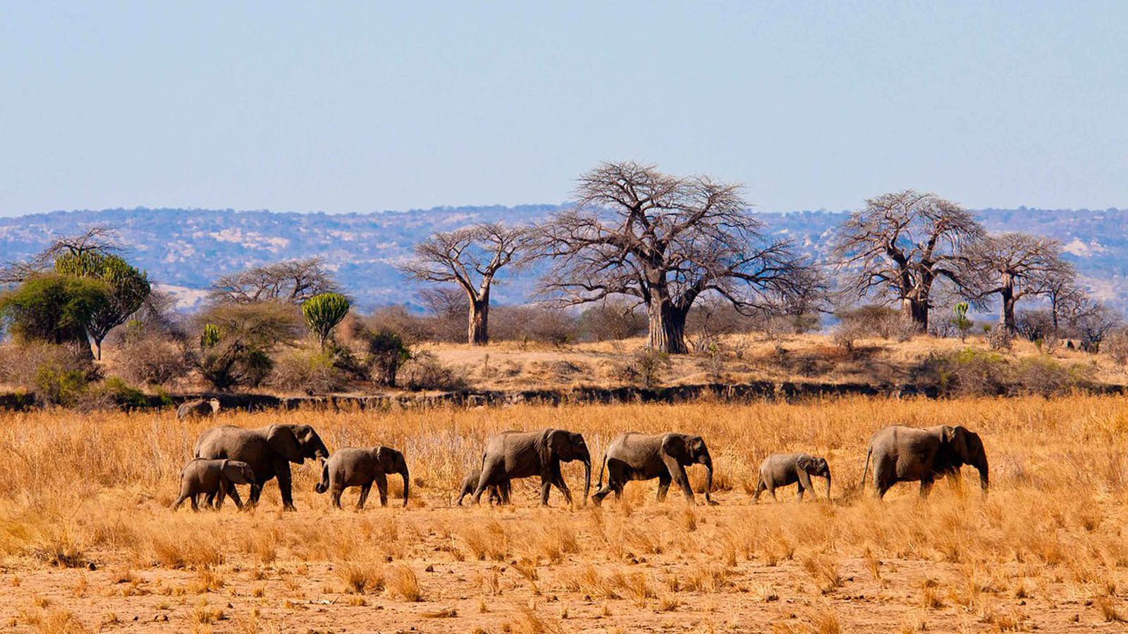 12 Days Masai Mara, Nakuru, Amboseli, Tarangire, Manyara, Serengeti & Ngorongoro