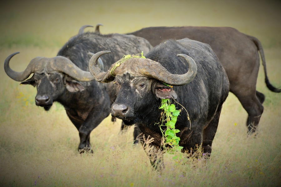 5 Days Tsavo West & Amboseli National Park Lodge Safari