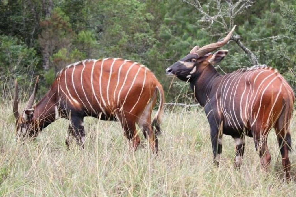 10 Days Aberdares, Sweetwaters, Tsavo West, Taita Hills & Malindi Beach
