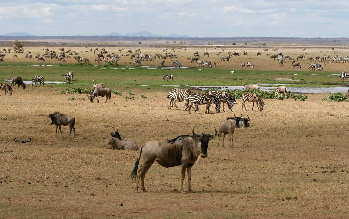 4 Days Masai Mara & Lake Nakuru Group Lodge Safari