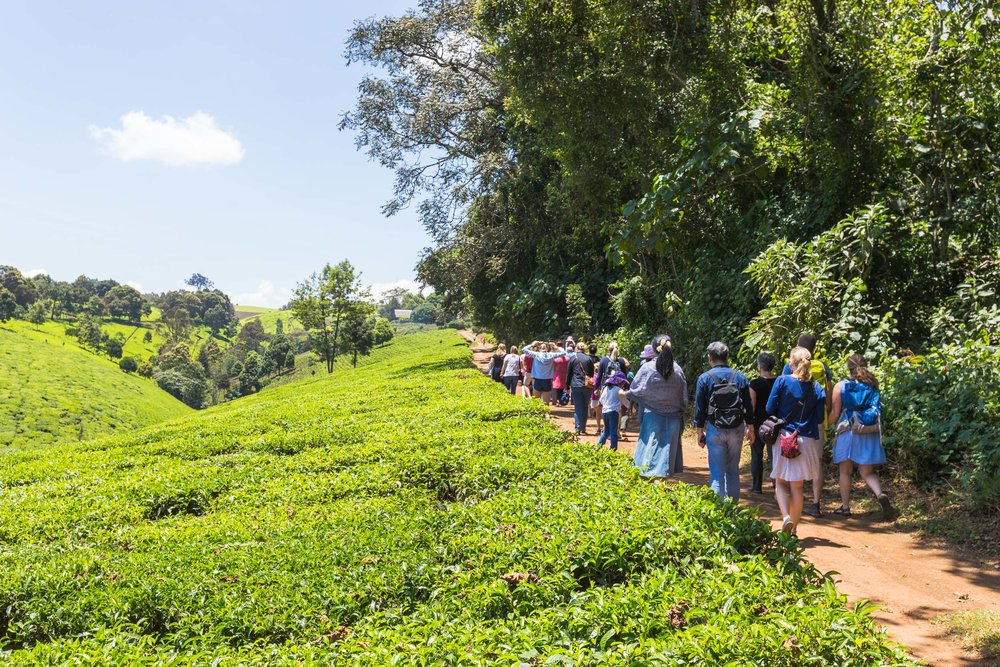 Kiambethu Tea Farm Day Trip from Nairobi