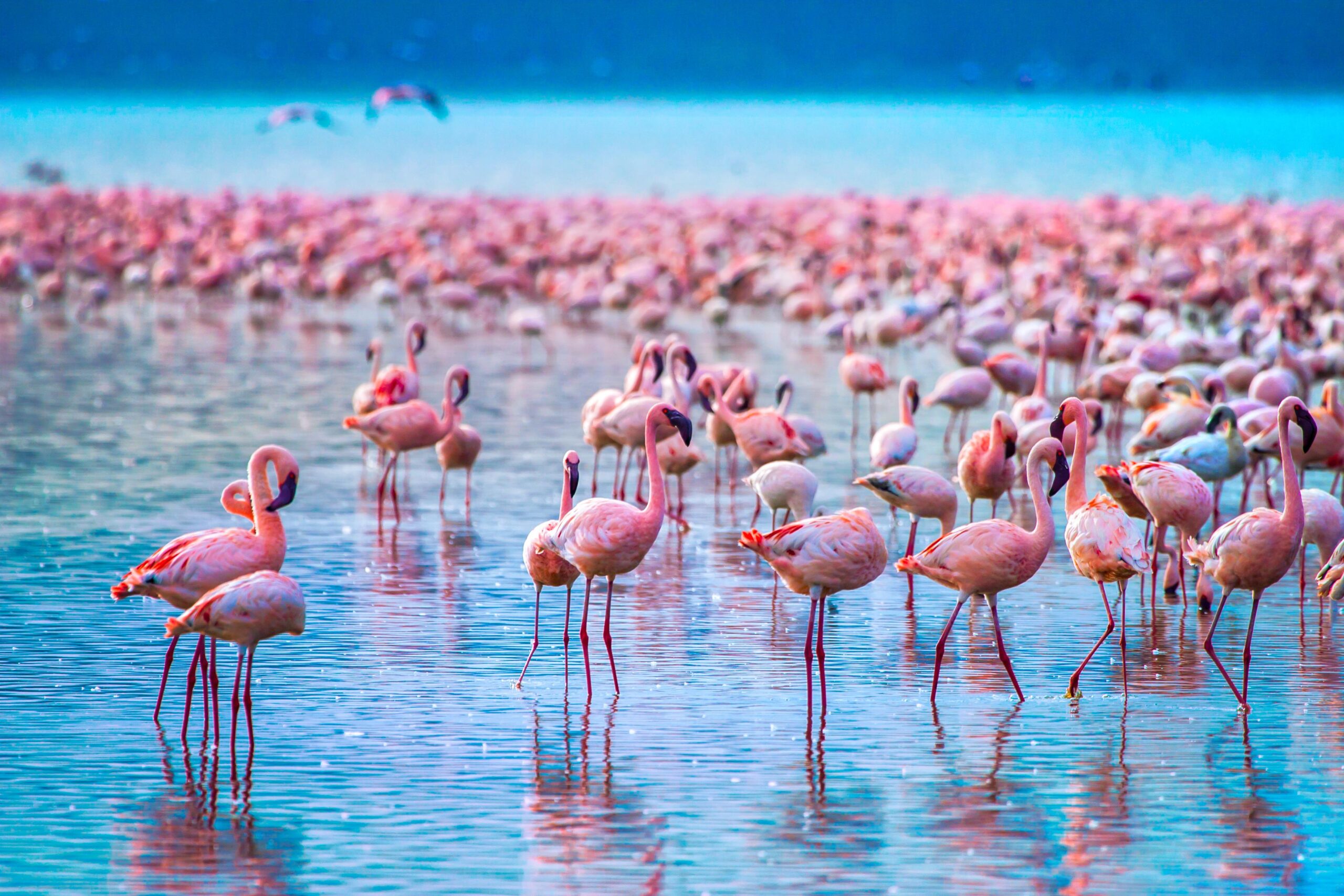 5 Day Lake Nakuru & Masai Mara Group Lodge Safari