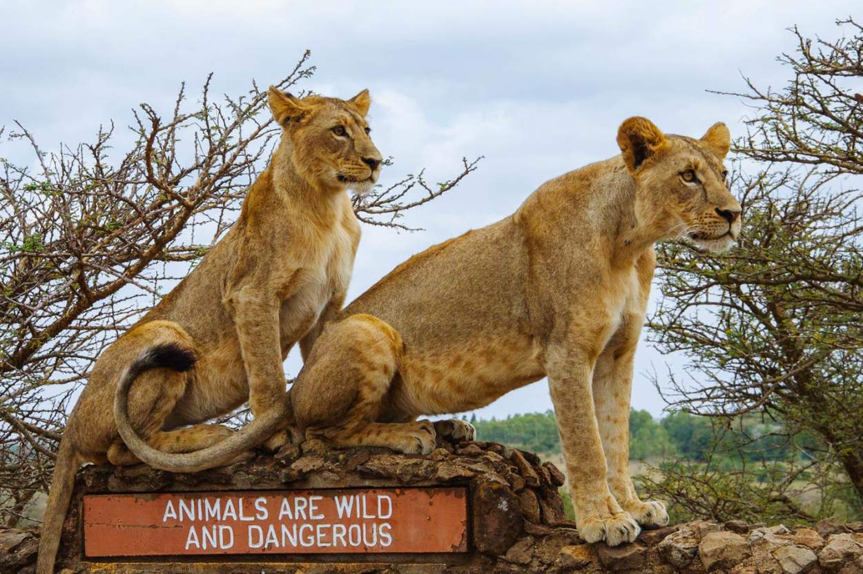 Nairobi National Park Day Trip