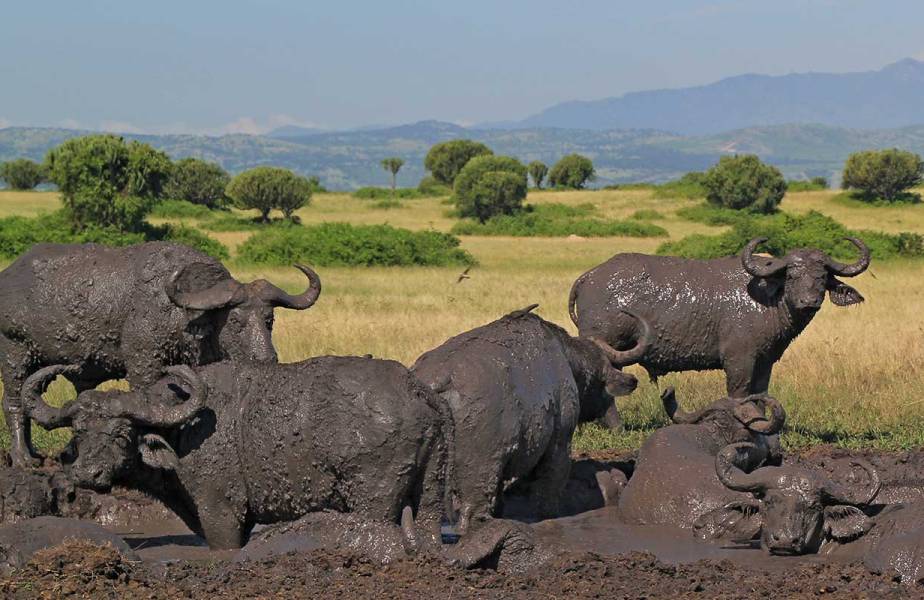 3 Days Queen Elizabeth National Park Uganda  Safari