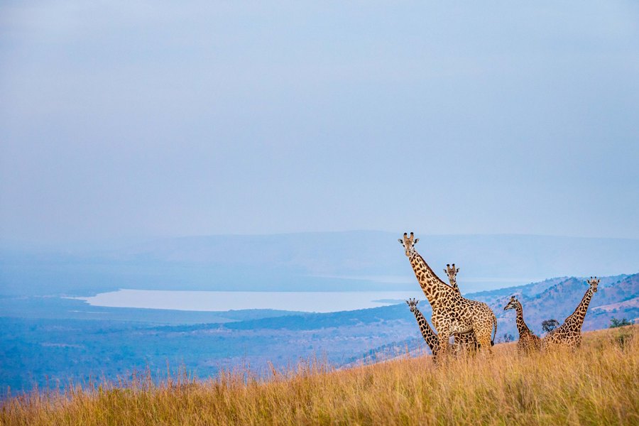 10 Days Best of Rwanda Safari: Wildlife & Primates Adventure