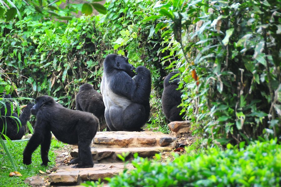 4 Days Gorilla Tracking Safari in Bwindi National Park