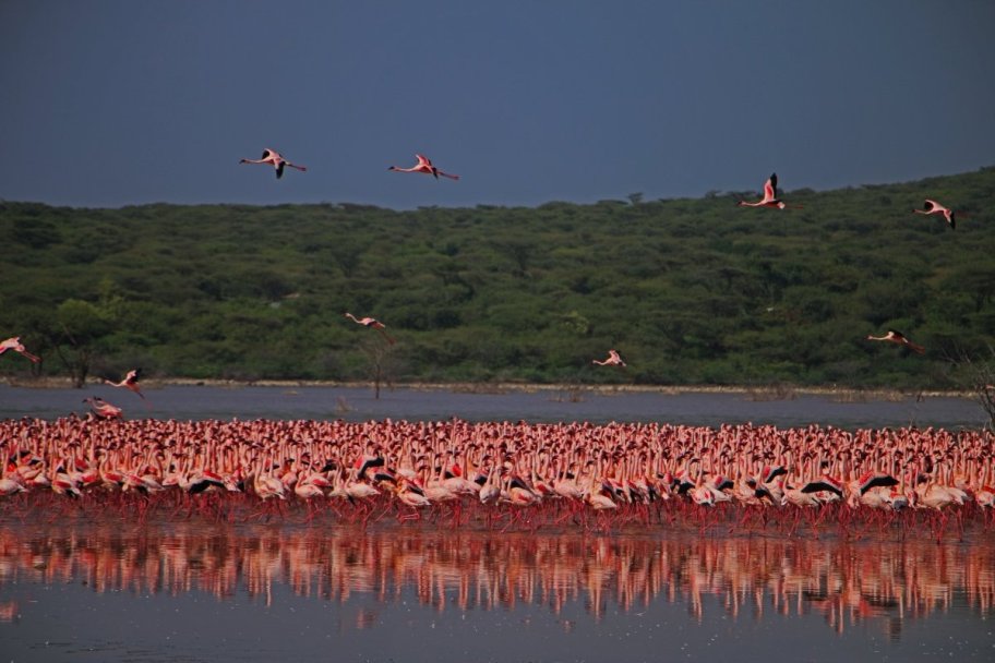 6 Days Masai Mara, Rift Valley Lakes Safari (Nakuru, Bogoria & Naivasha)
