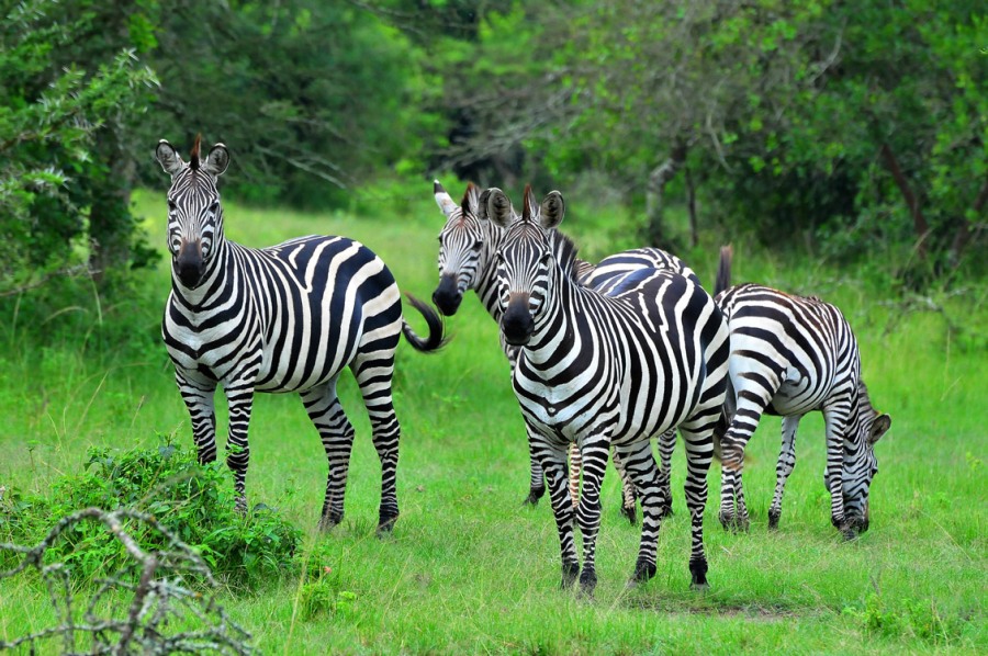 10 Days Western Uganda Safari - Wildlife & Gorilla Trekking