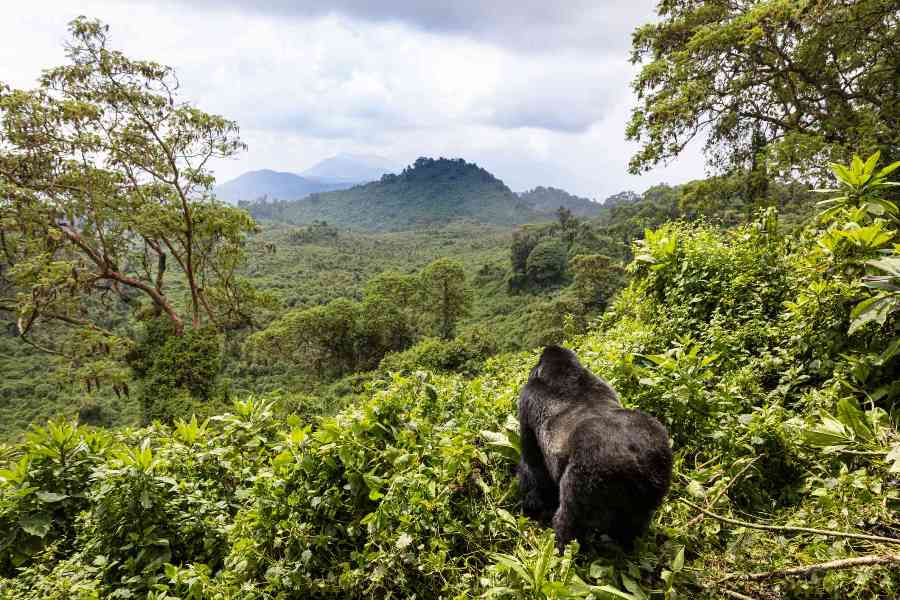 3 Days Gorilla Tracking in Volcanoes National Park - Gorillas in the Mist