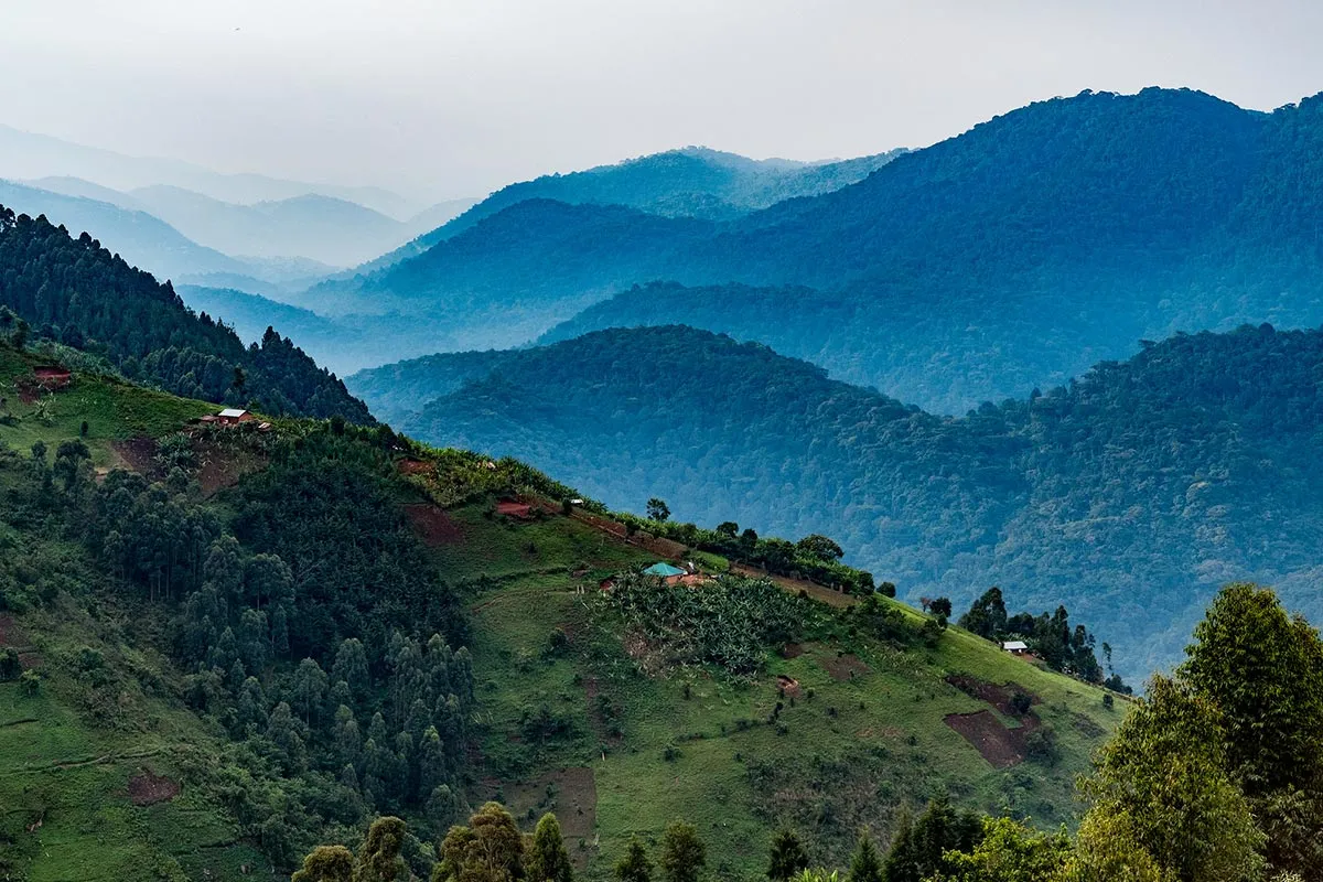 3 Days Bwindi Impenetrable Forest Gorilla Trekking Safari
