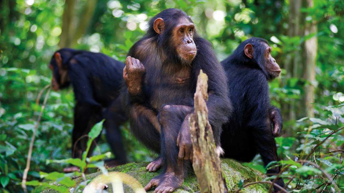 7 Days Primates Safari in Rwanda - Gorillas, Chimps & Monkeys